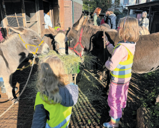 Die inklusive Stadtkita im Mühlenviertel aus Saarbrücken hat an mehreren Terminen den Eselhof Neumühle in Heusweiler besucht. Die Kinder konnten den Tieren dort bei einer Wanderung näher kommen und sie bürsten und streicheln. FOTOS (4): JANA RUPP